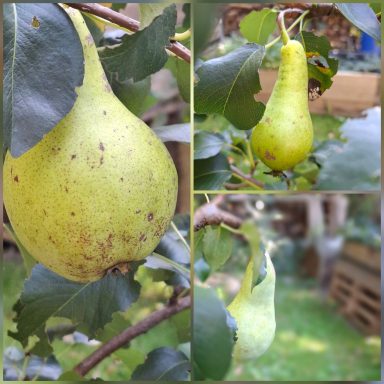 Obstbäume