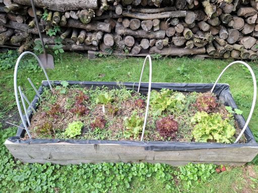 Salatbeet