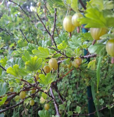 Stachelbeeren